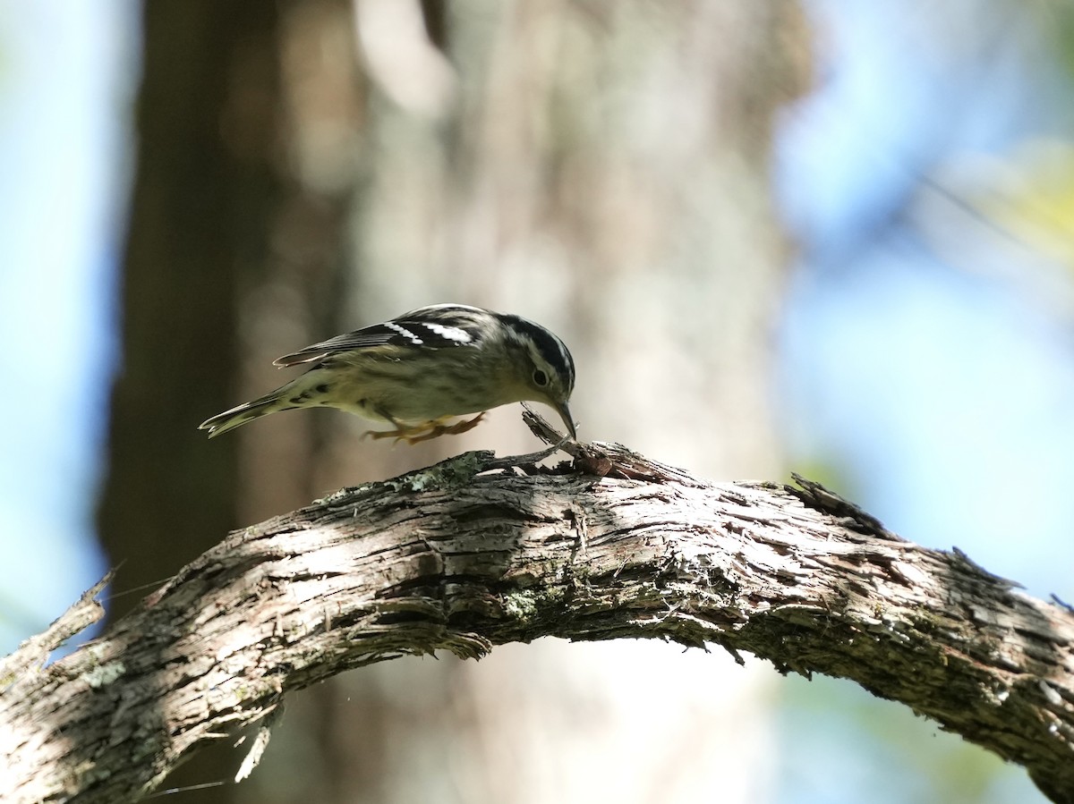 Black-and-white Warbler - ML642084042