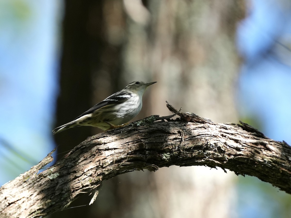 Black-and-white Warbler - ML642084043