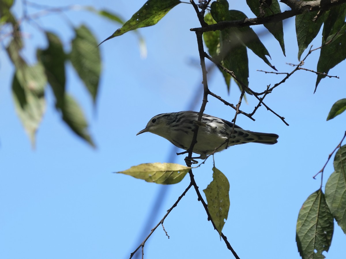 Black-and-white Warbler - ML642084044