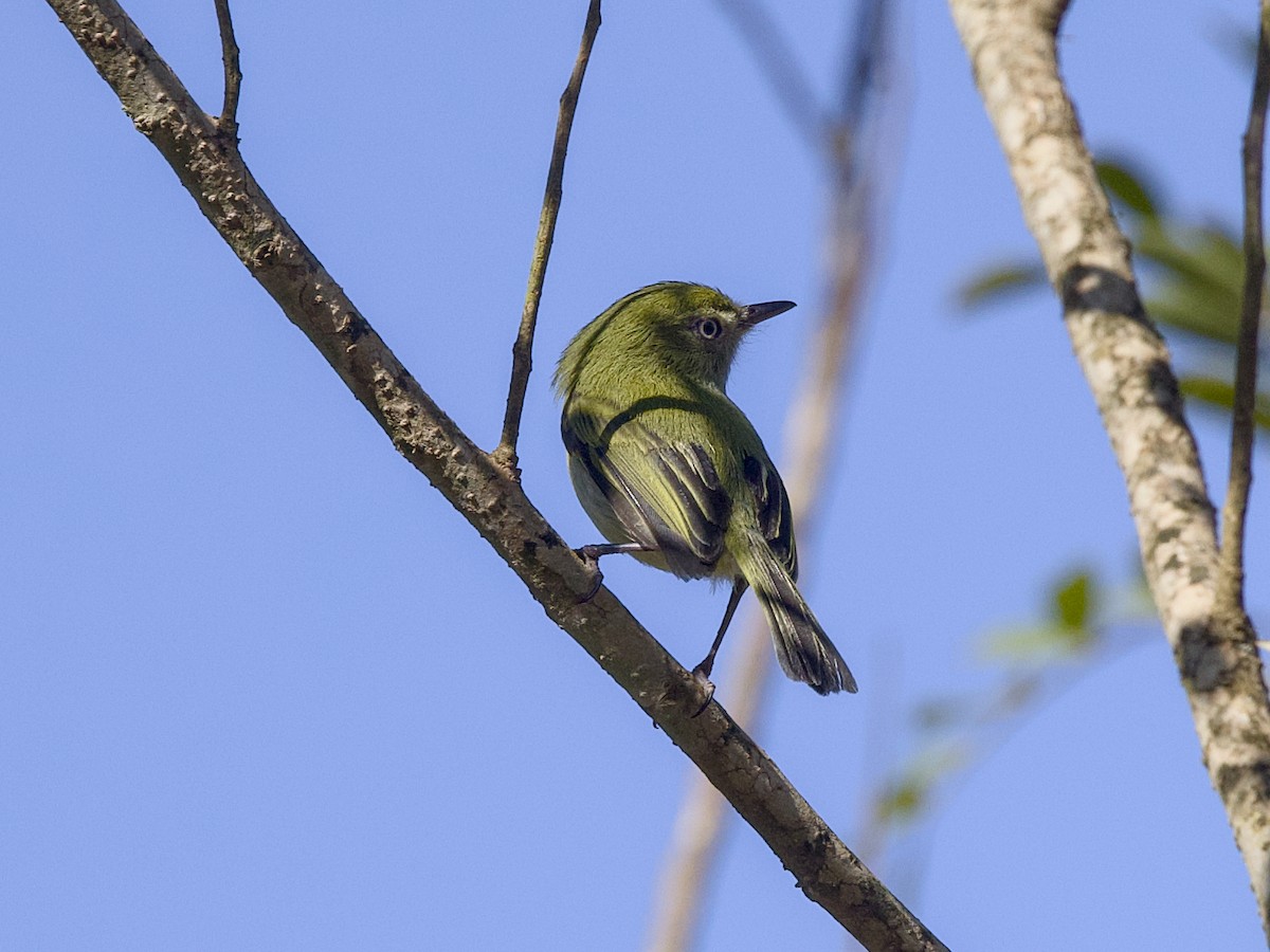 Hangnest Tody-Tyrant - ML642084047