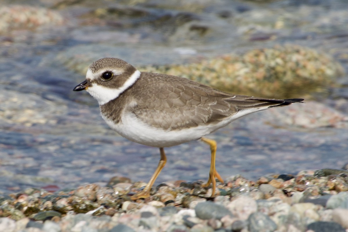 Semipalmated Plover - ML642084050