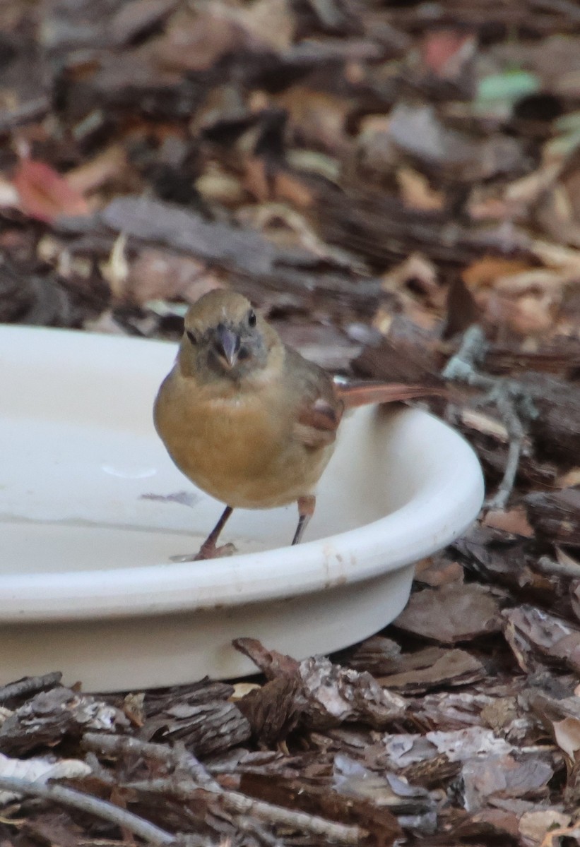 Northern Cardinal - ML642084055