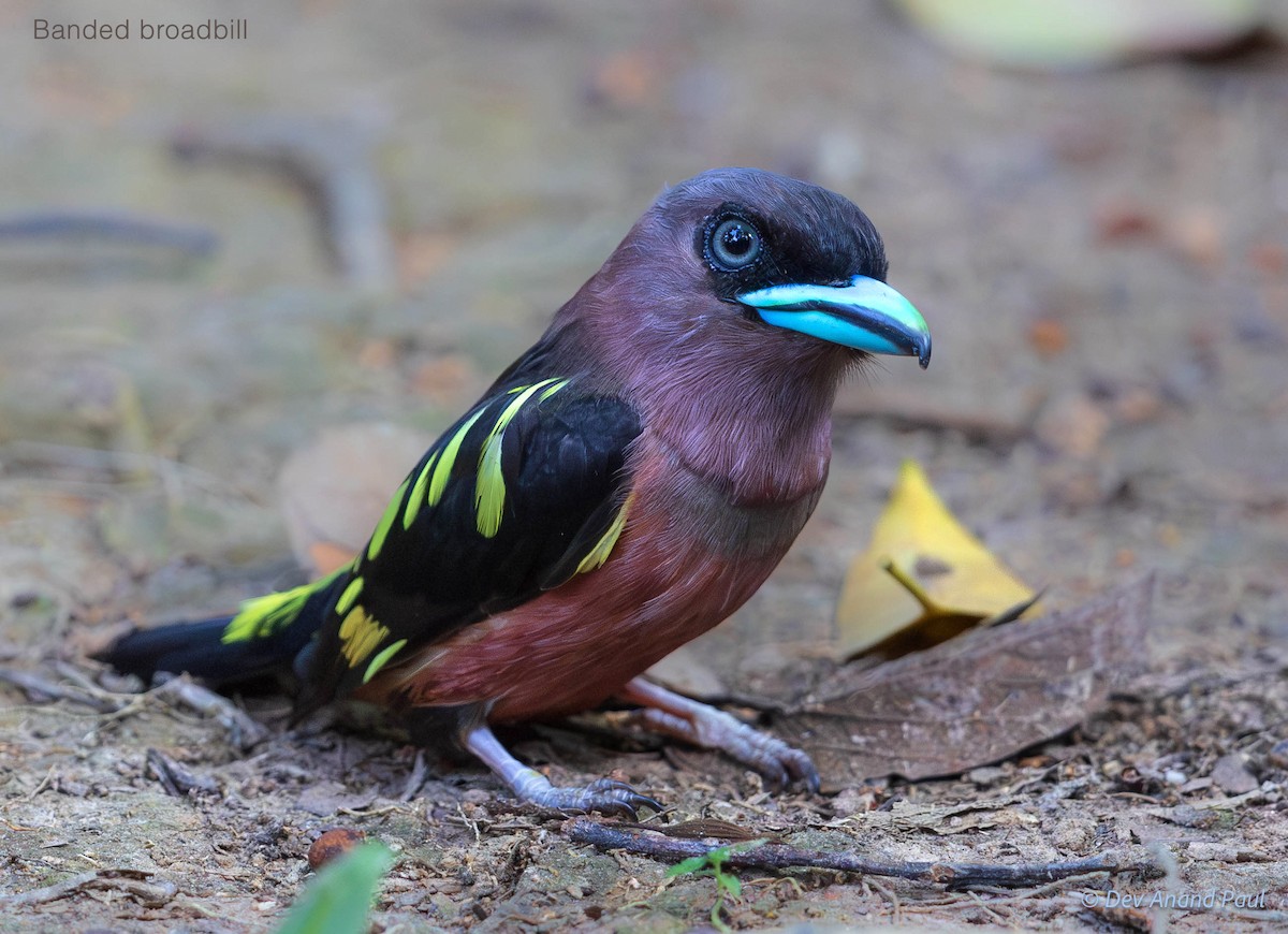 Banded Broadbill - ML642084068