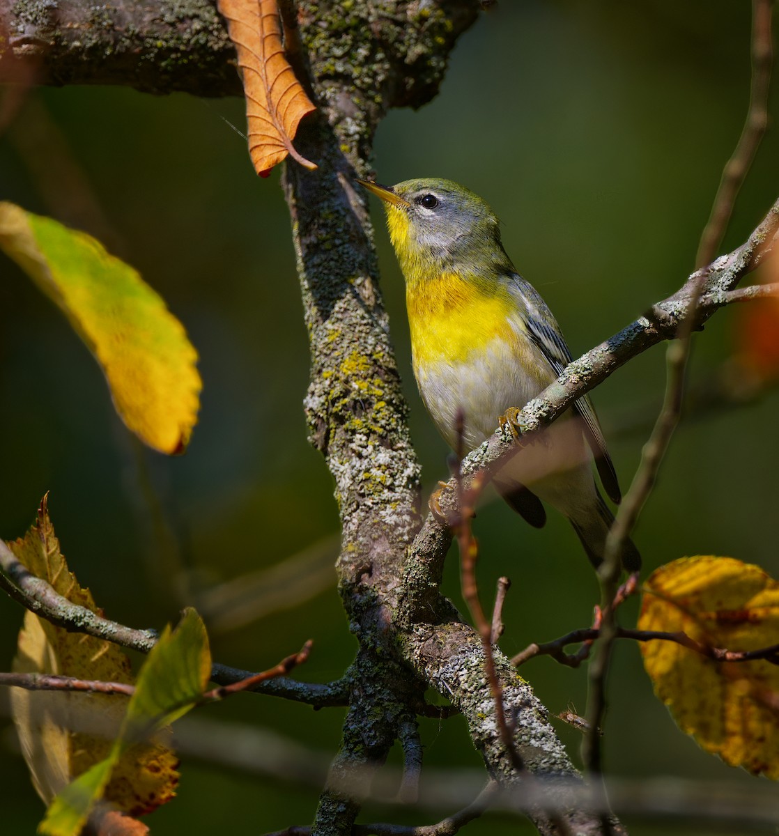 Northern Parula - ML642084070