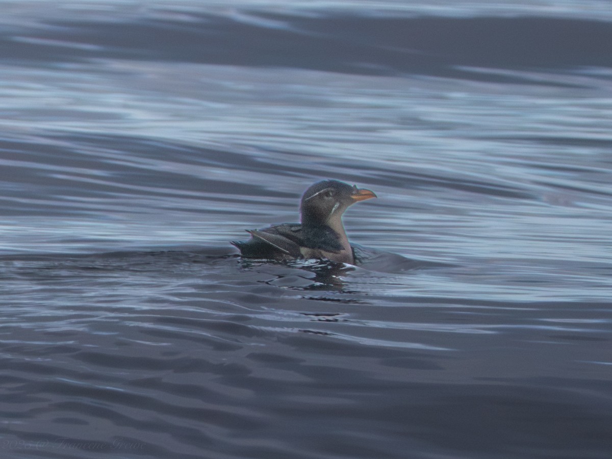 Rhinoceros Auklet - ML642084079