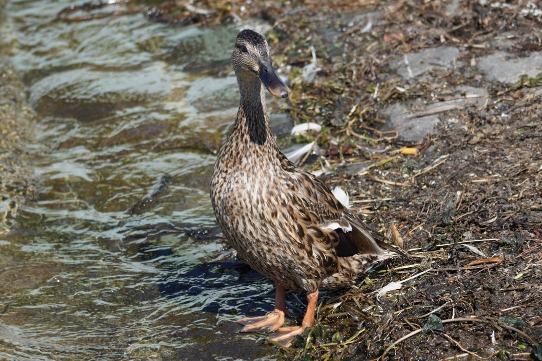Mallard - Linda kleinhenz