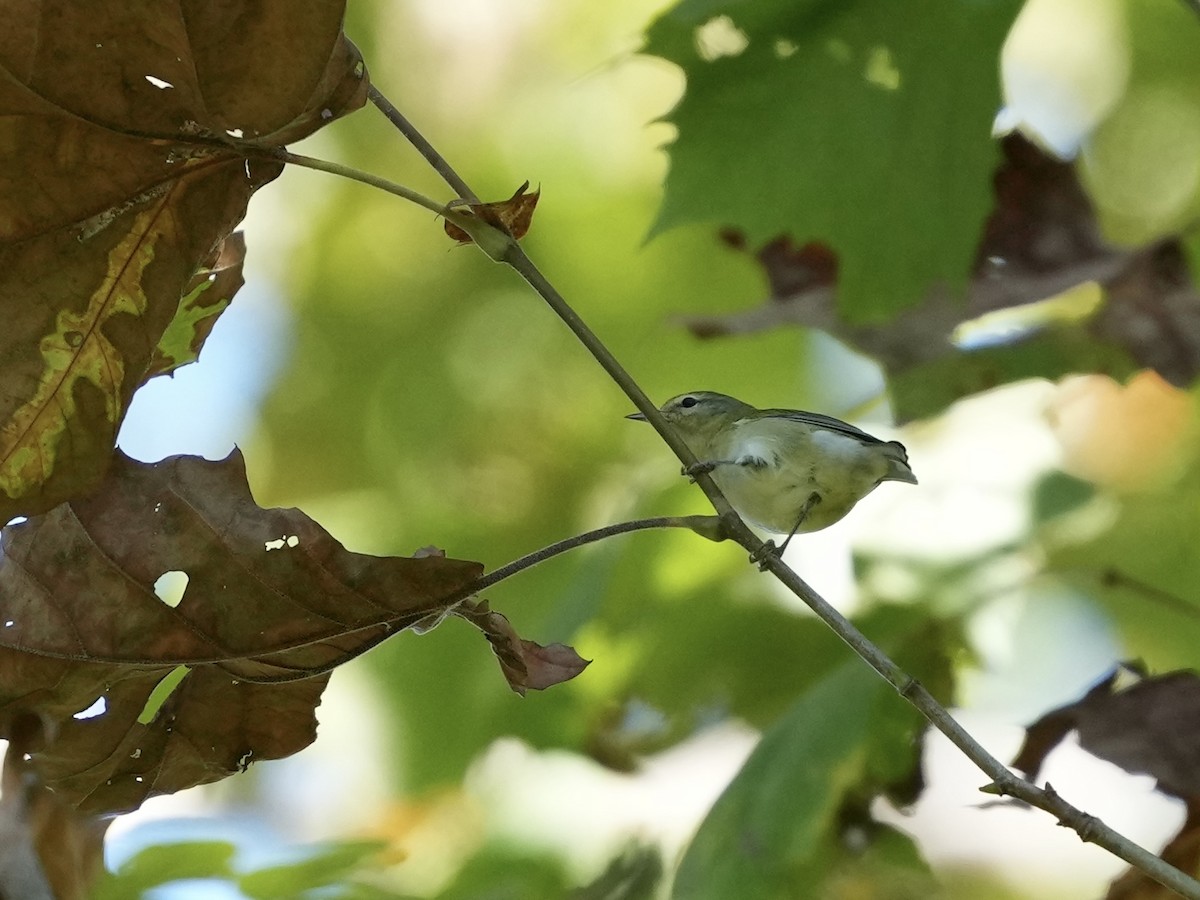 Tennessee Warbler - ML642084083