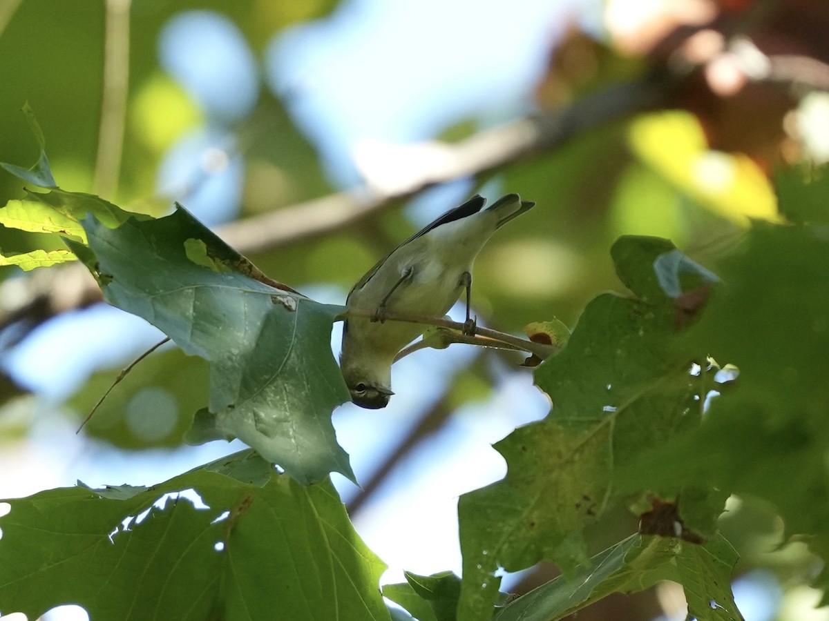 Tennessee Warbler - ML642084084