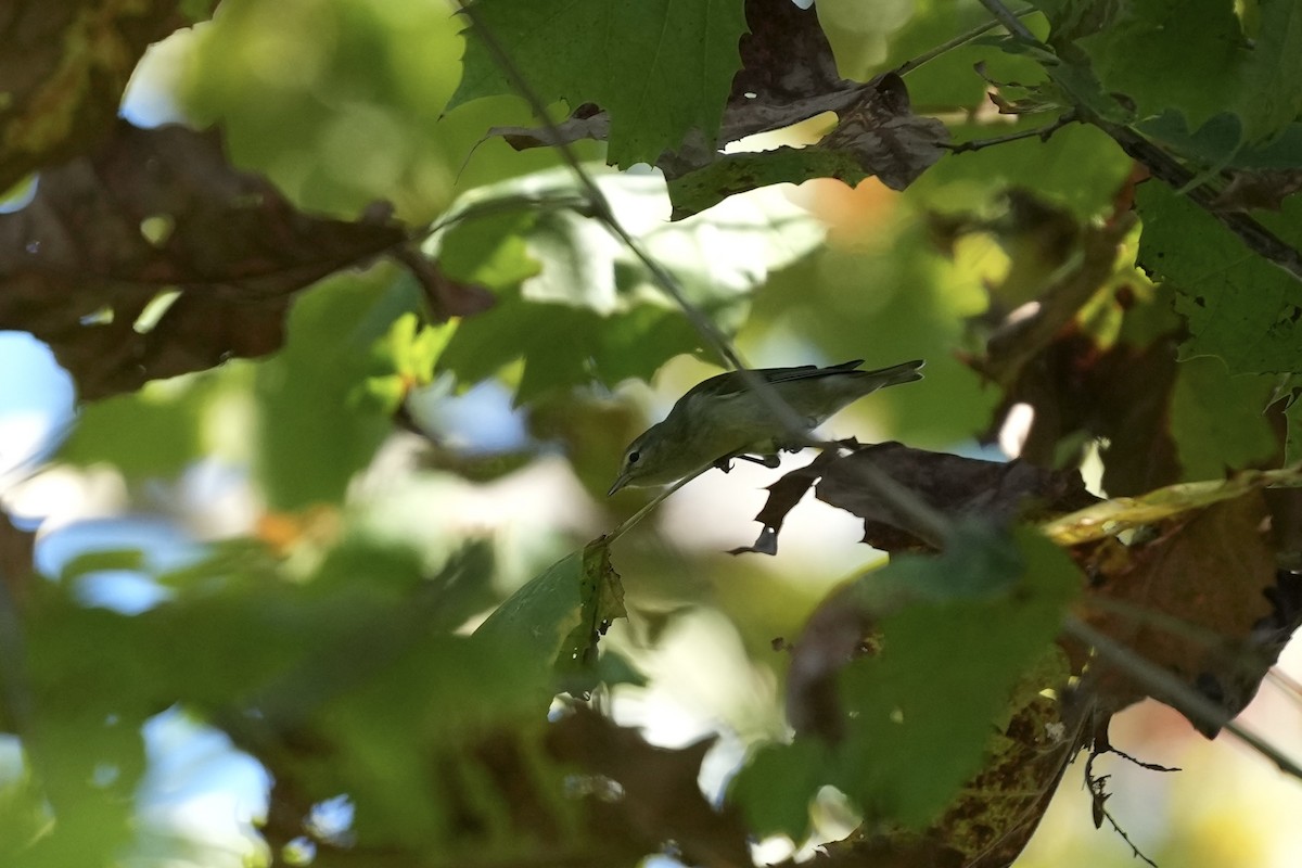 Tennessee Warbler - ML642084085