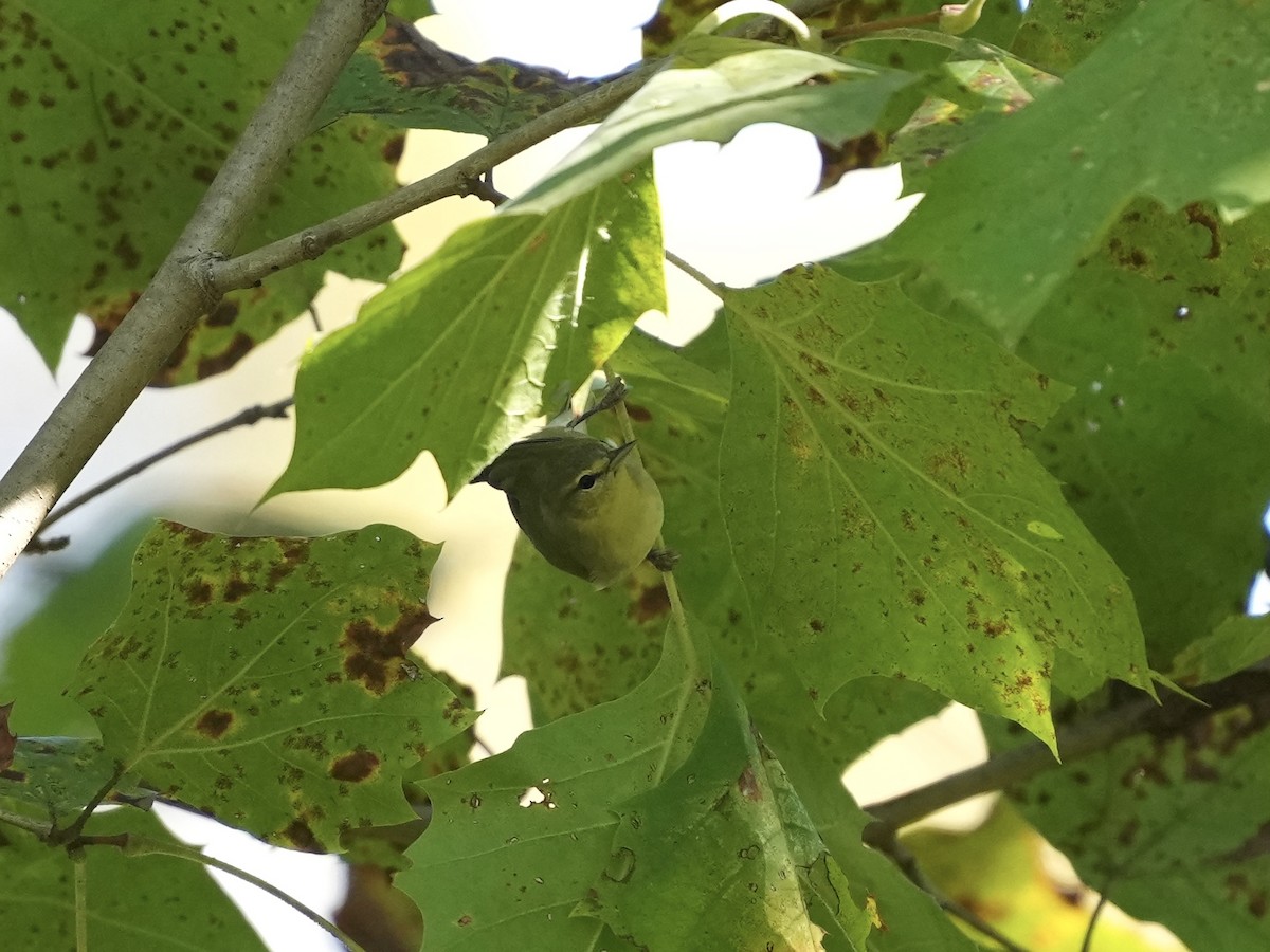 Tennessee Warbler - ML642084086