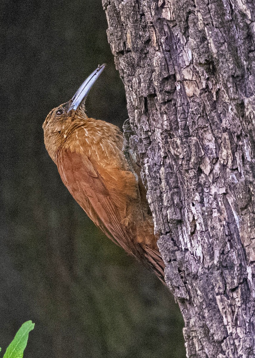 Great Rufous Woodcreeper - ML642084088