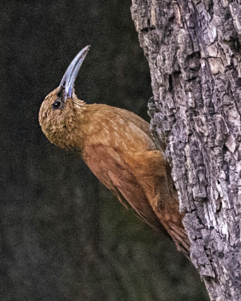 Great Rufous Woodcreeper - ML642084089