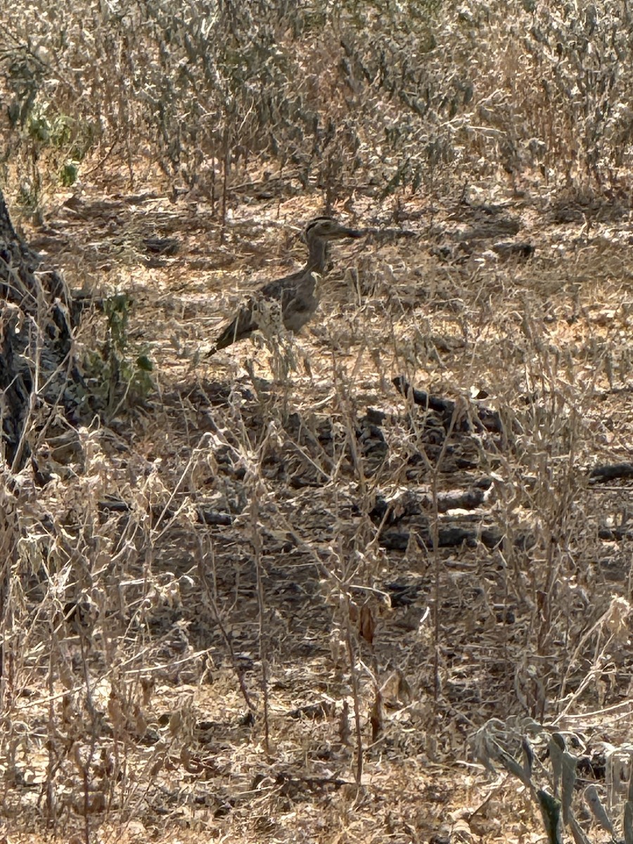 Double-striped Thick-knee - ML642084090