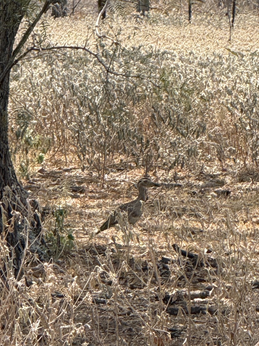 Double-striped Thick-knee - ML642084091