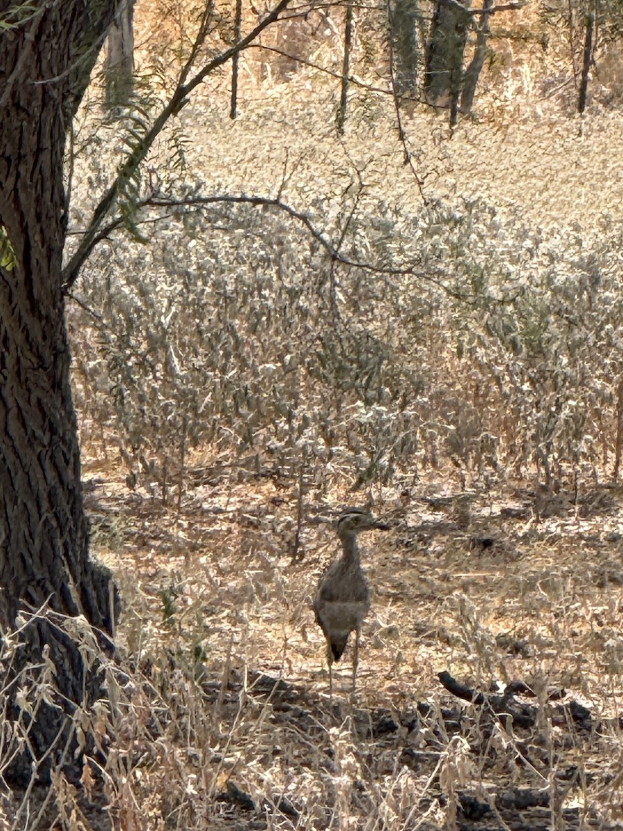 Double-striped Thick-knee - ML642084093
