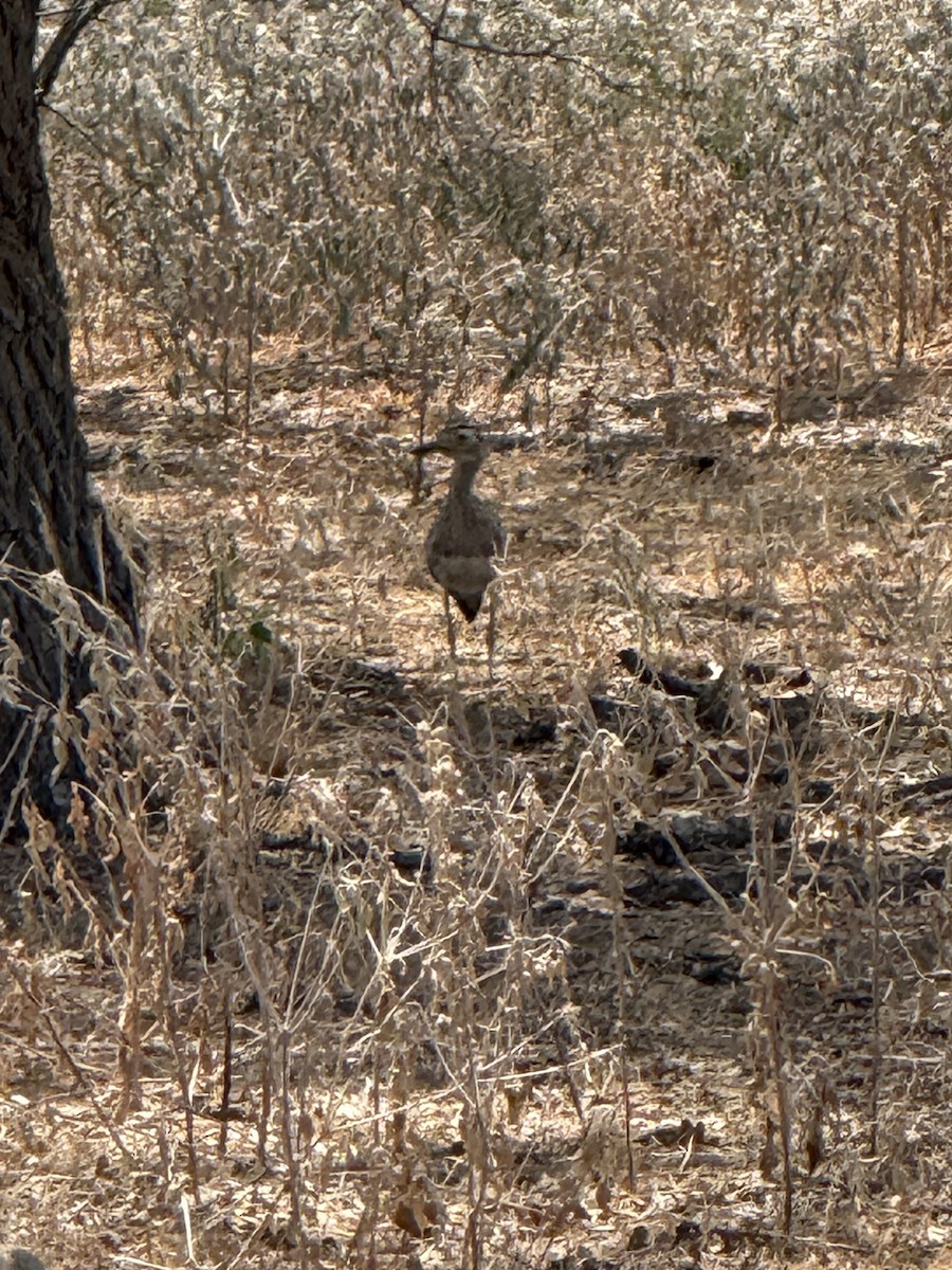 Double-striped Thick-knee - ML642084094