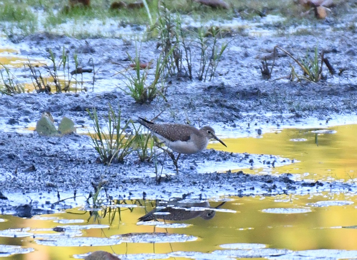 Solitary Sandpiper - ML642084102
