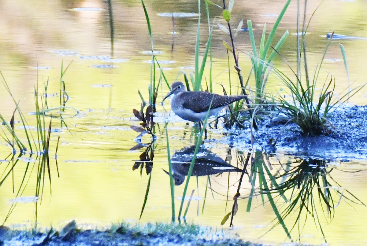 Solitary Sandpiper - ML642084104