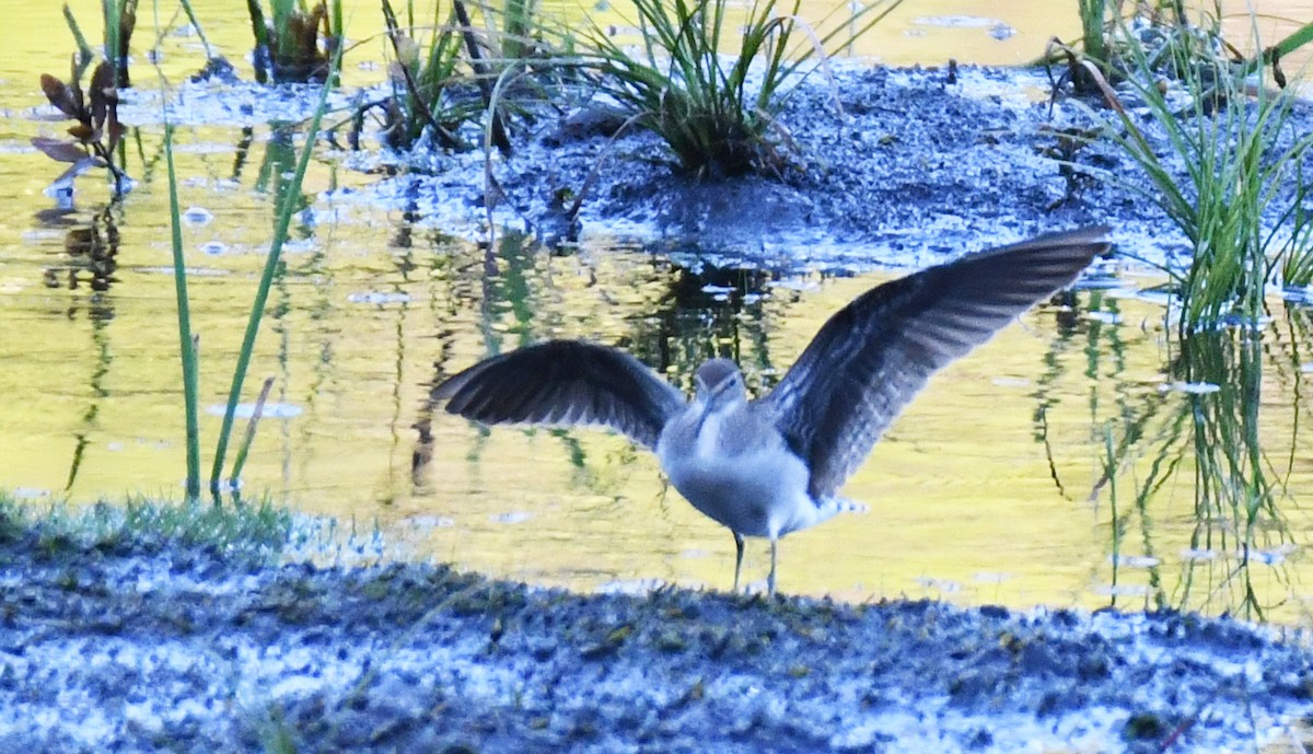 Solitary Sandpiper - ML642084105
