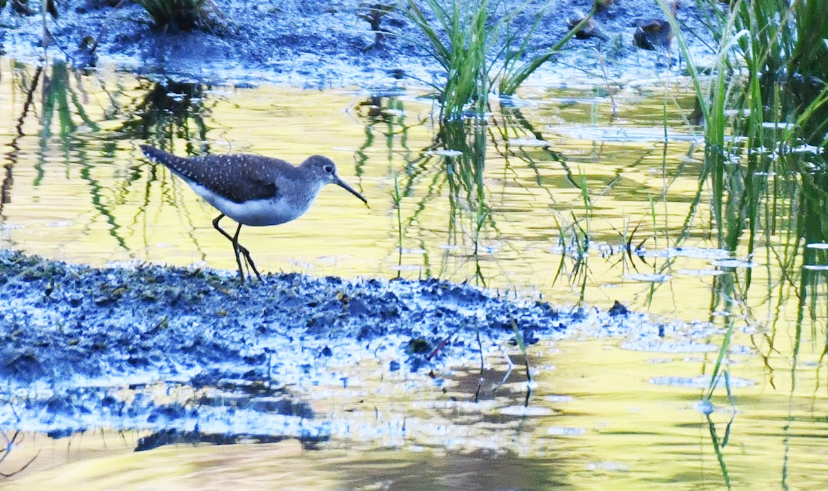 Solitary Sandpiper - ML642084106