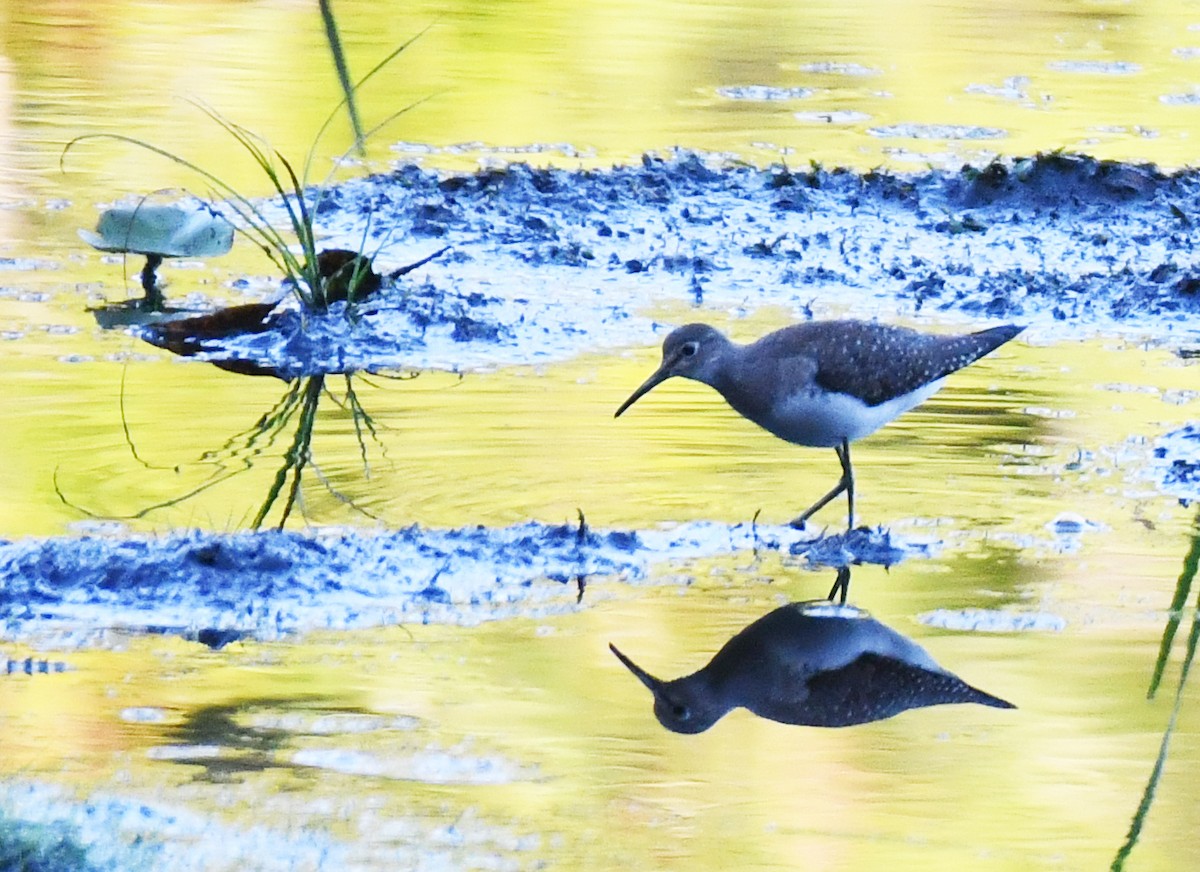 Solitary Sandpiper - ML642084107