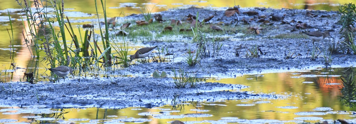 Solitary Sandpiper - ML642084112