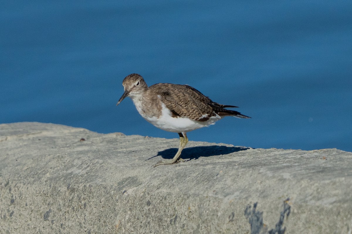 Common Sandpiper - ML642084119
