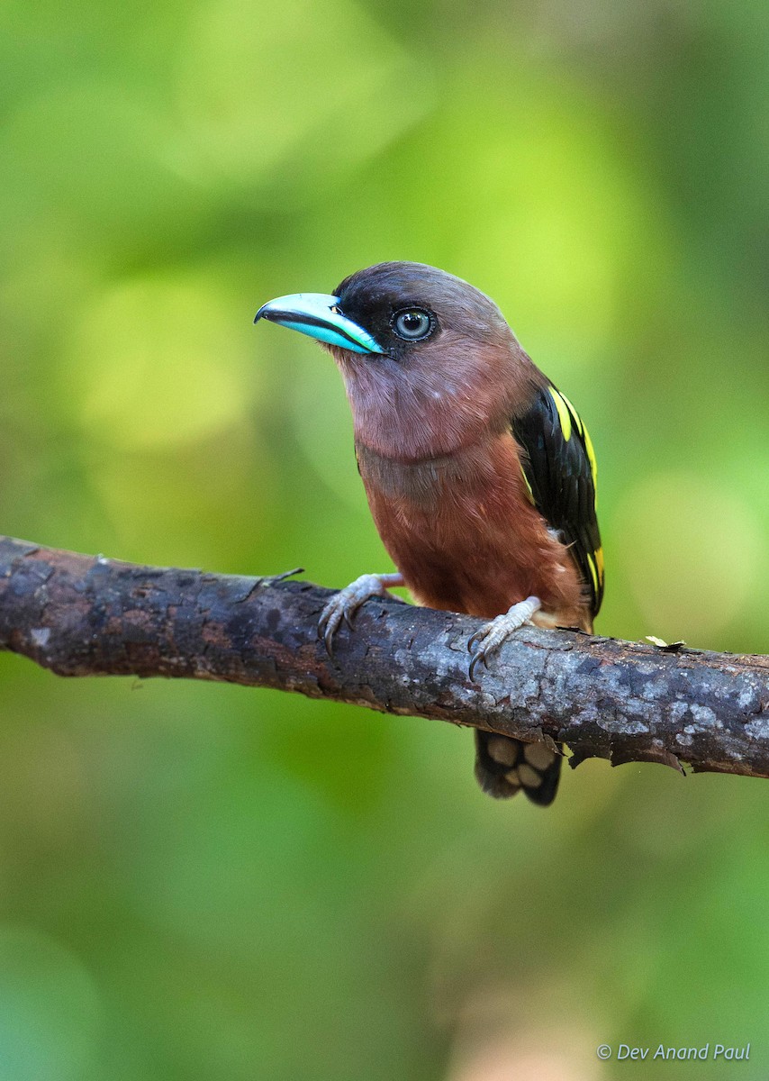 Banded Broadbill - ML642084126