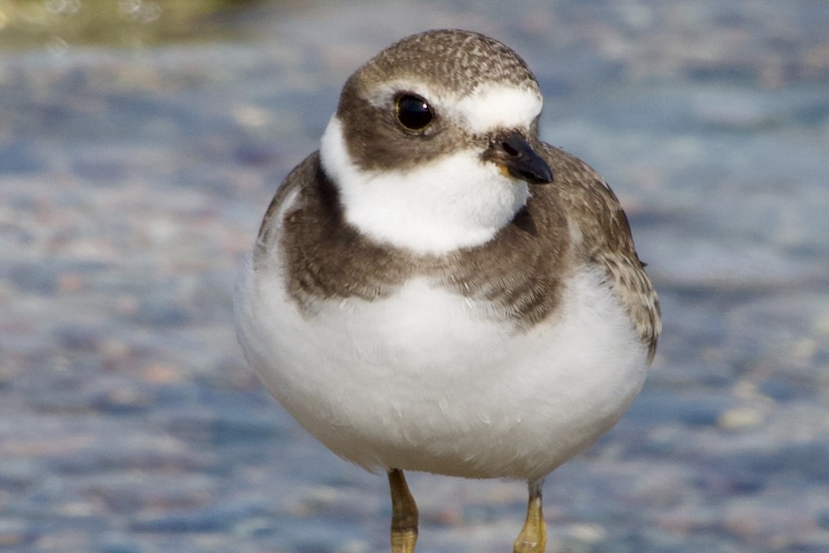 Semipalmated Plover - ML642084128