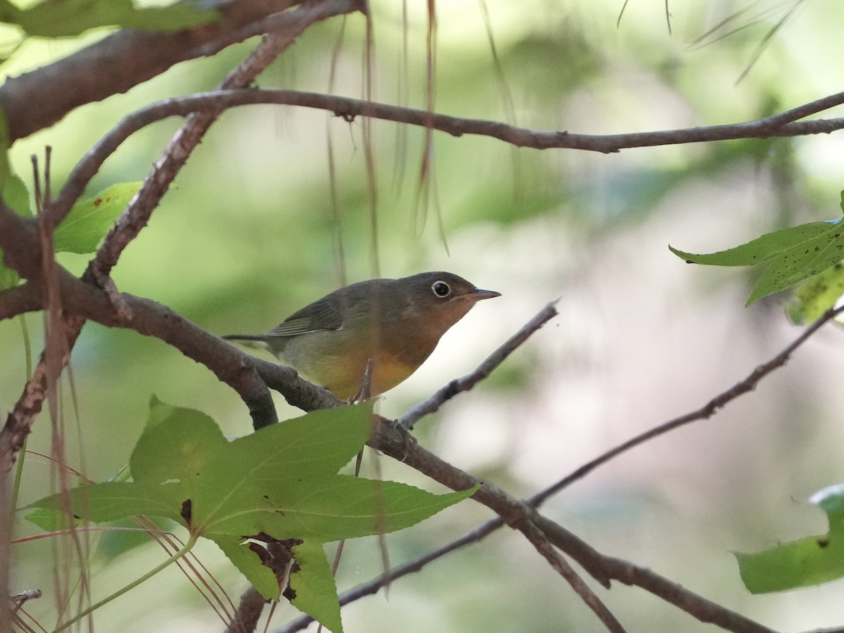 Connecticut Warbler - ML642084131