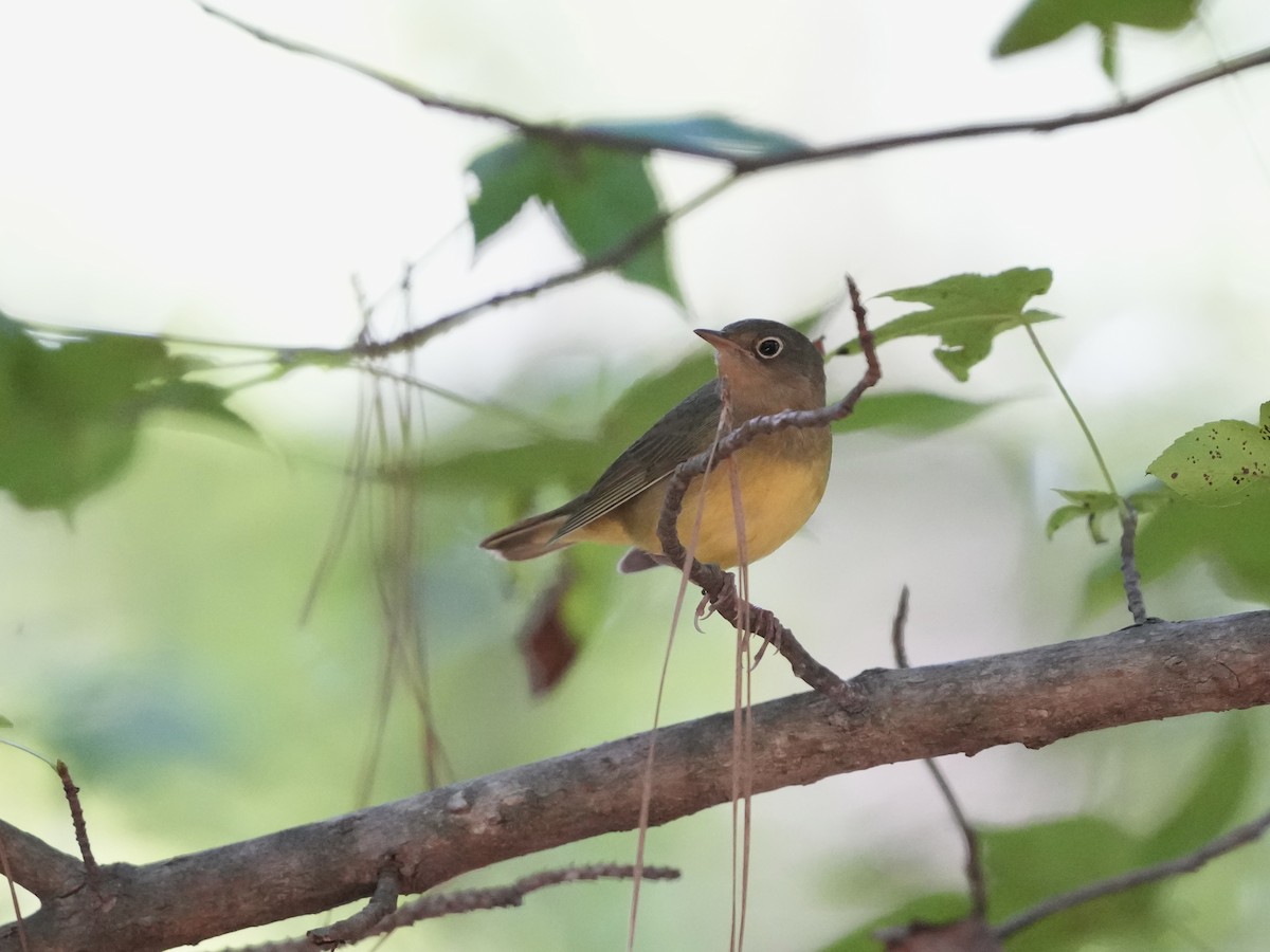Connecticut Warbler - ML642084132