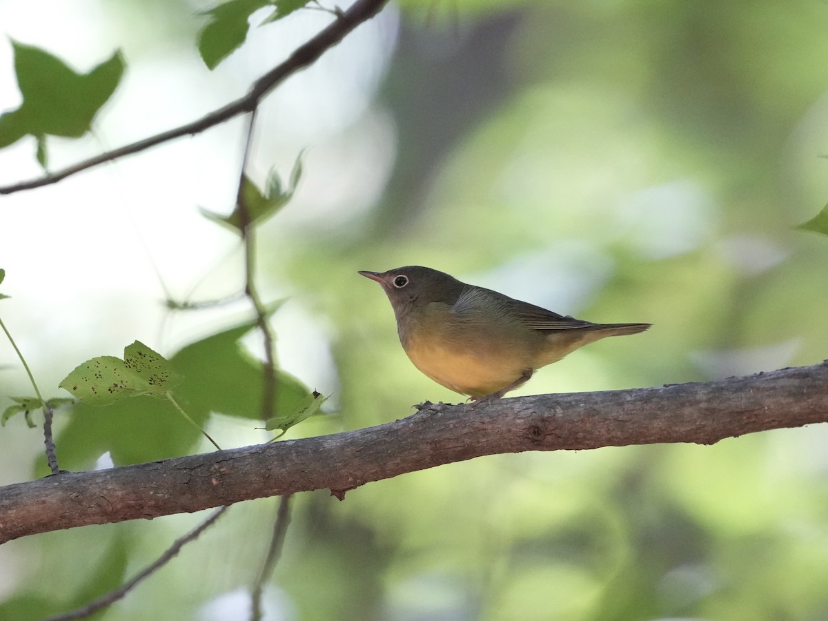 Connecticut Warbler - ML642084134