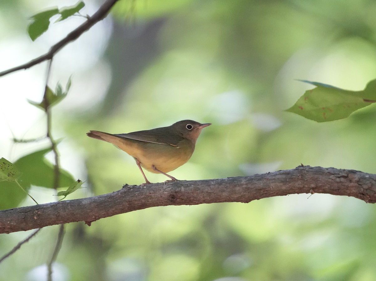 Connecticut Warbler - ML642084136