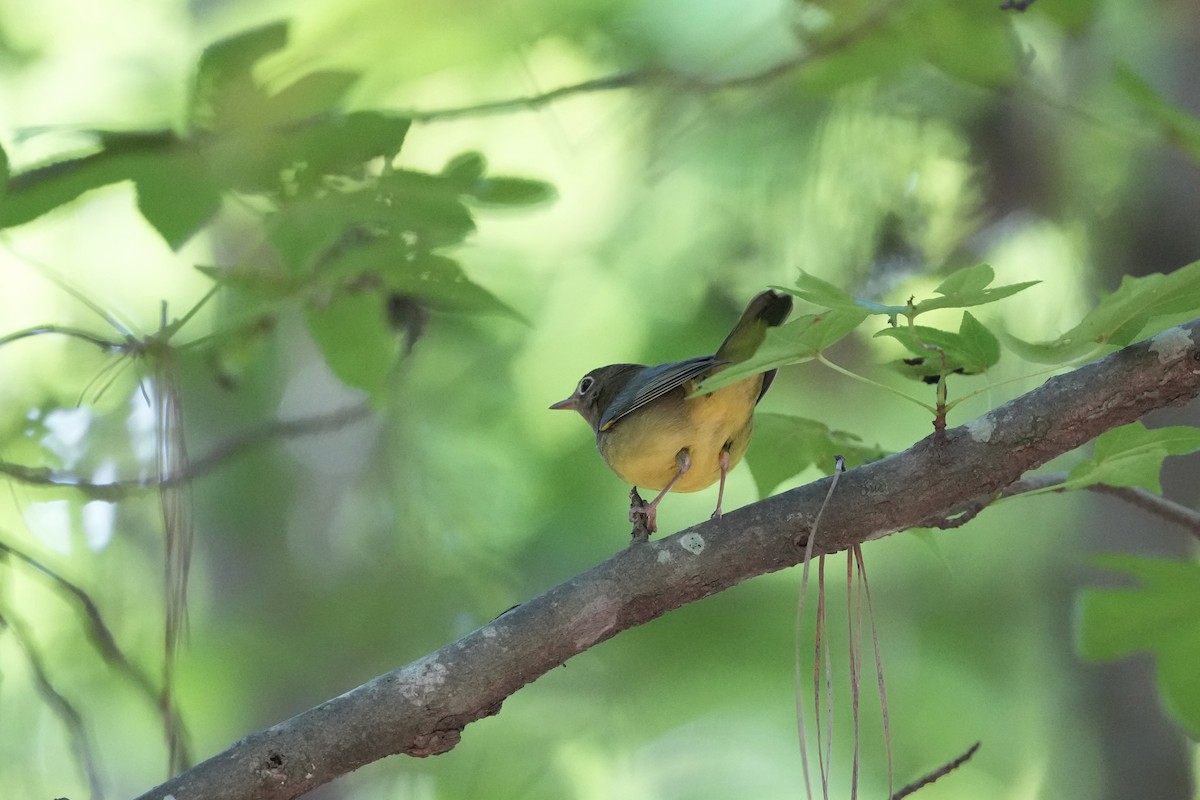Connecticut Warbler - ML642084137