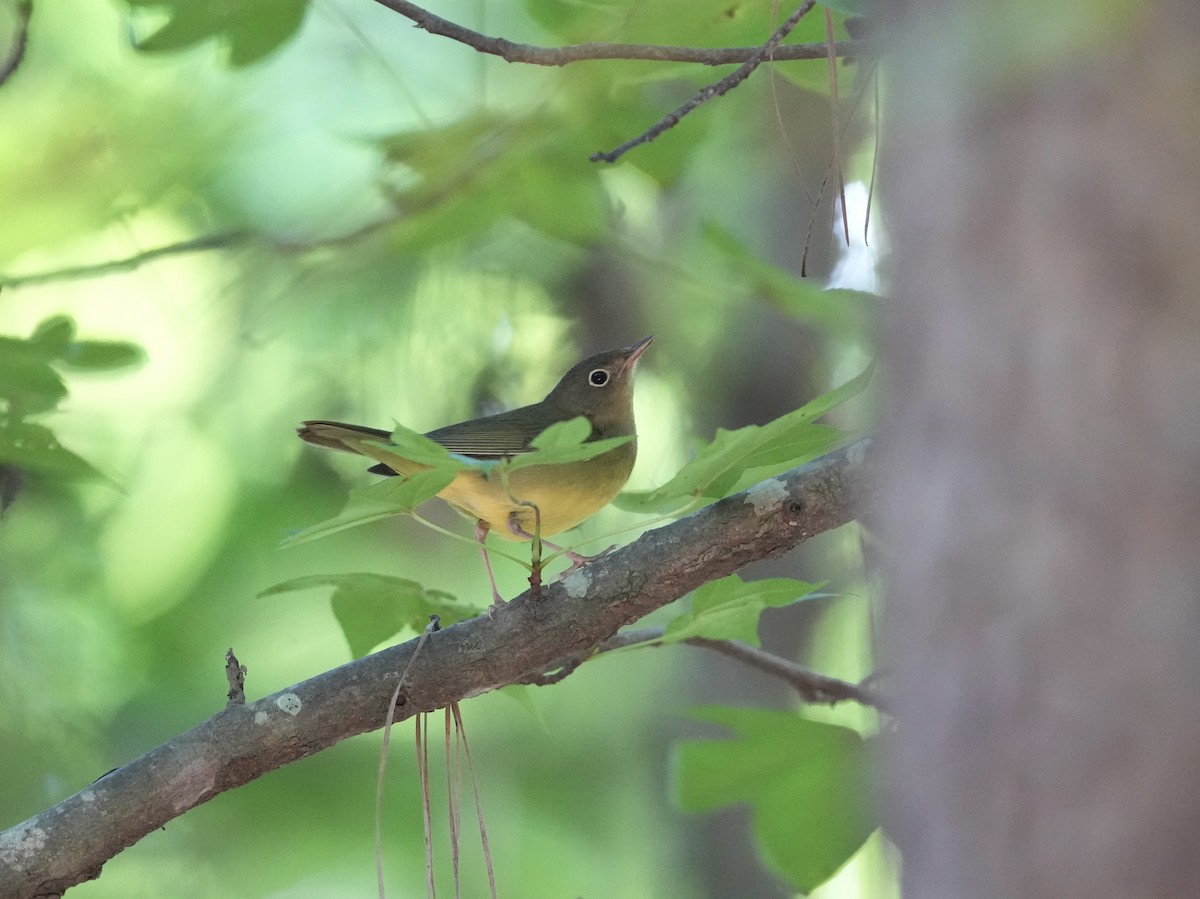Connecticut Warbler - ML642084138