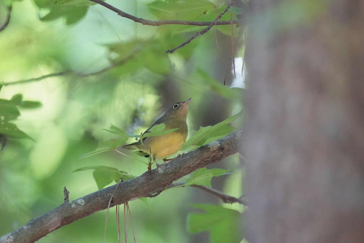 Connecticut Warbler - ML642084139
