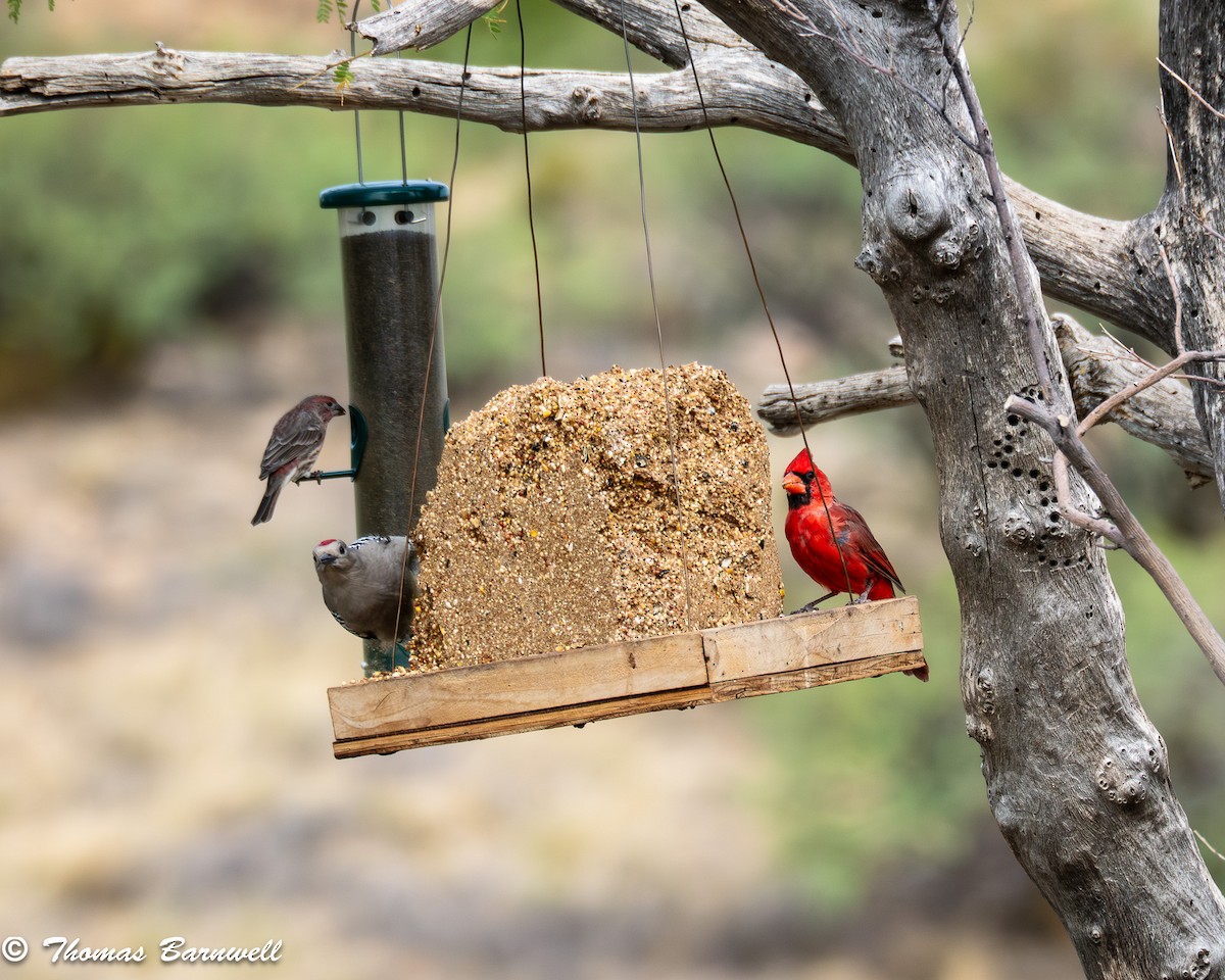 Northern Cardinal - ML642084154