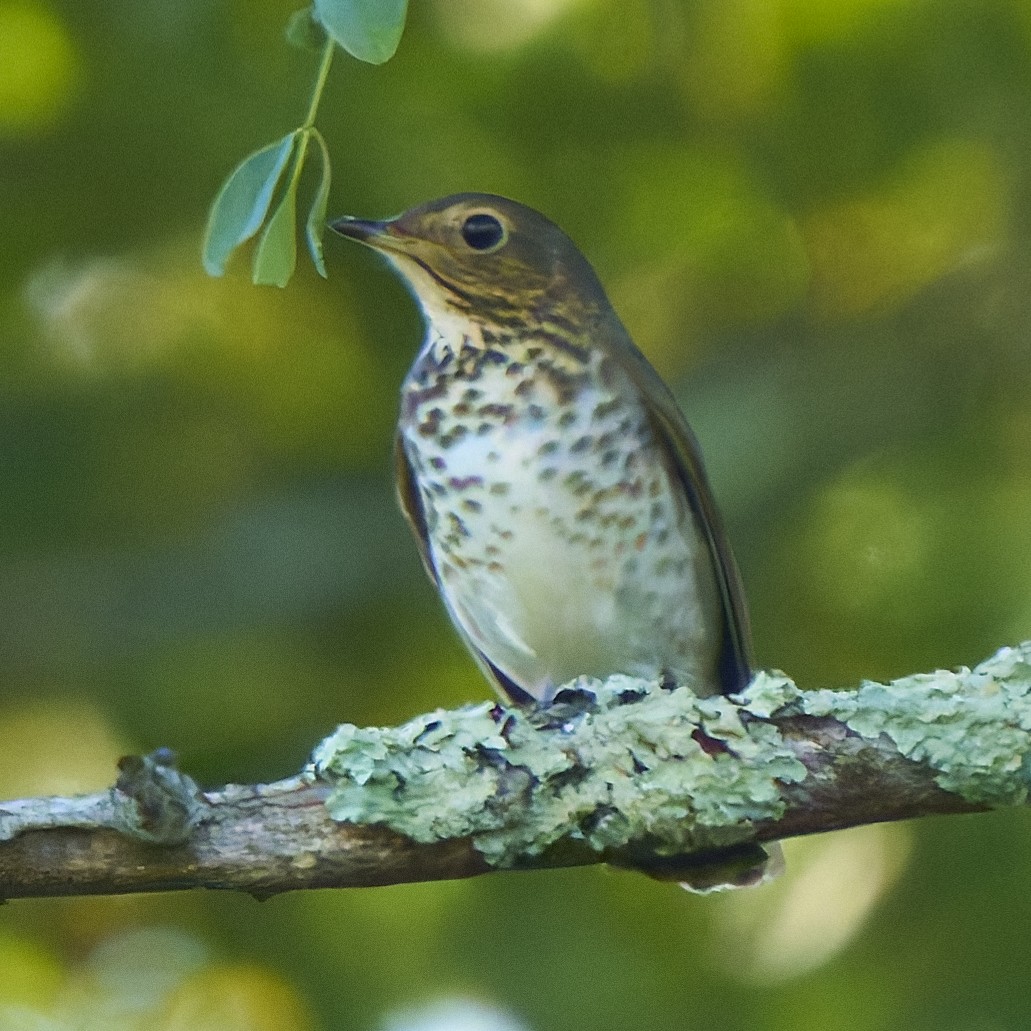 Swainson's Thrush - ML642084155