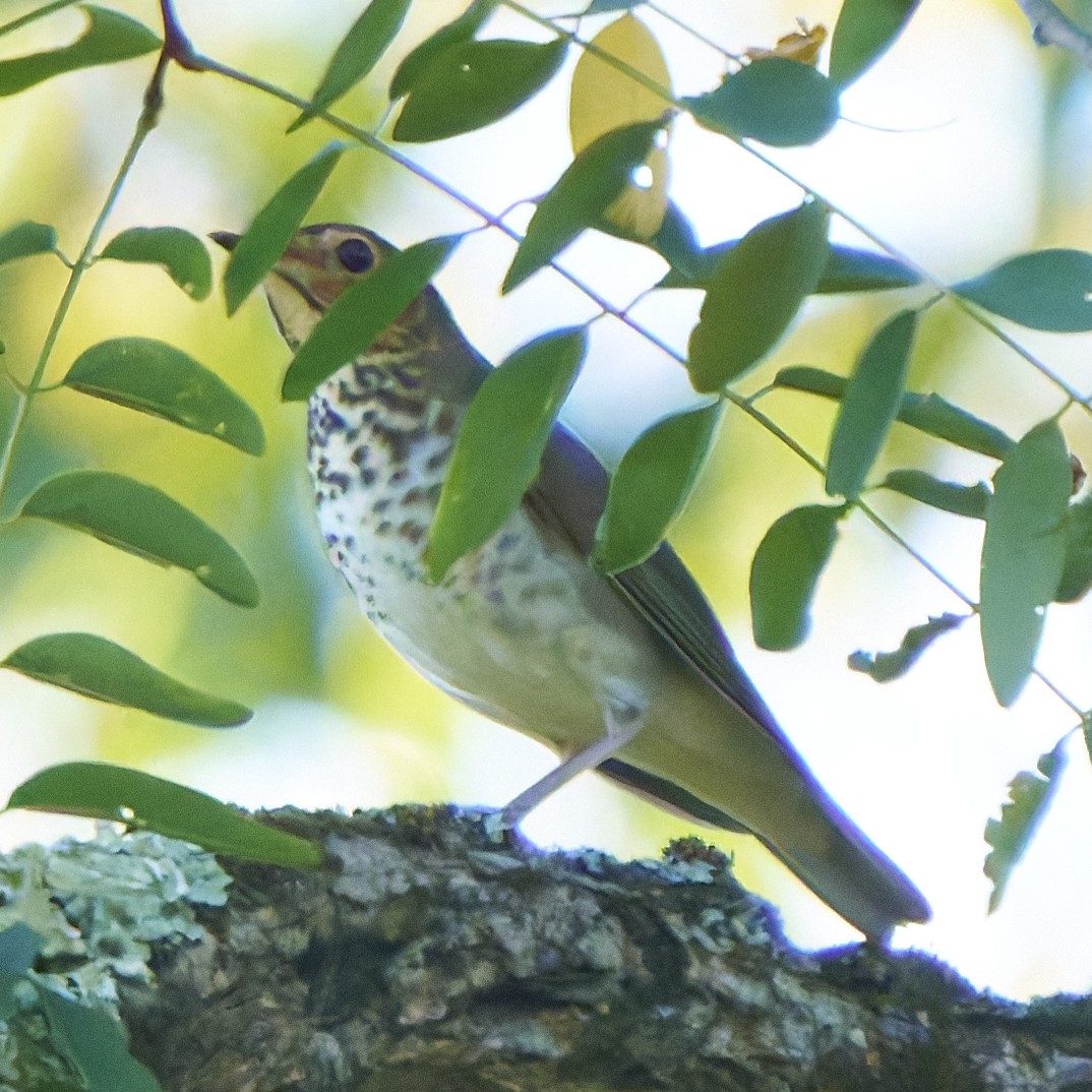 Swainson's Thrush - ML642084156