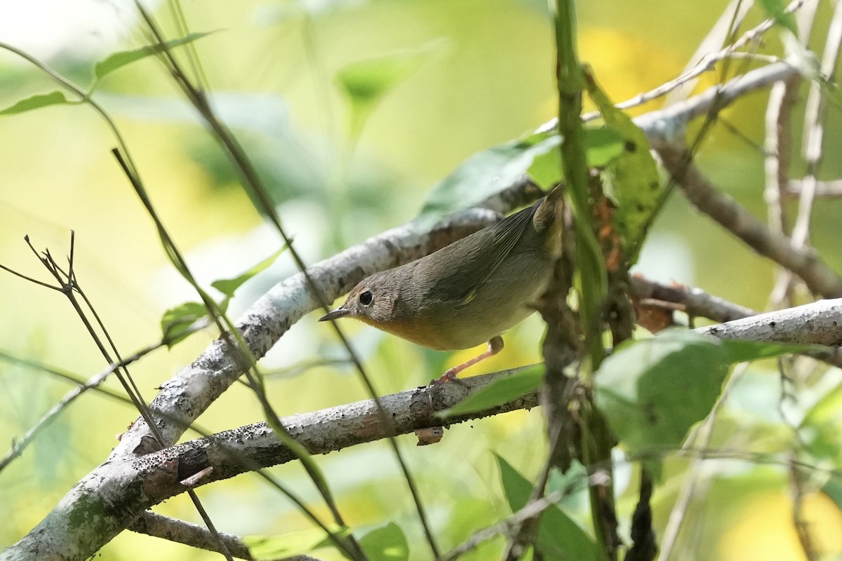 Common Yellowthroat - ML642084183