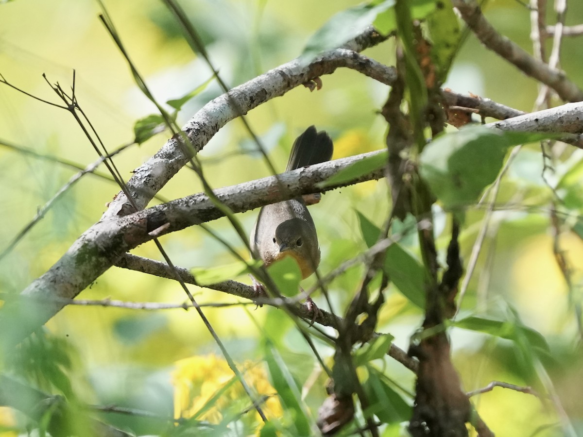 Common Yellowthroat - ML642084184