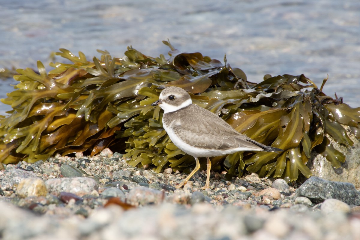 Semipalmated Plover - ML642084185