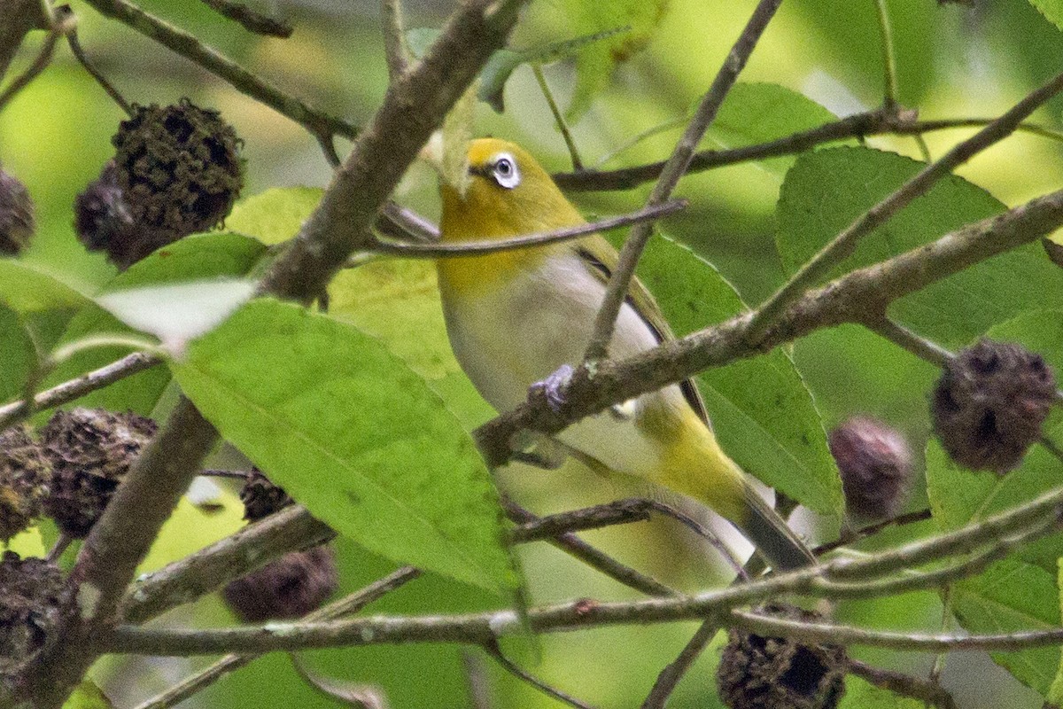 Warbling White-eye - ML642084187
