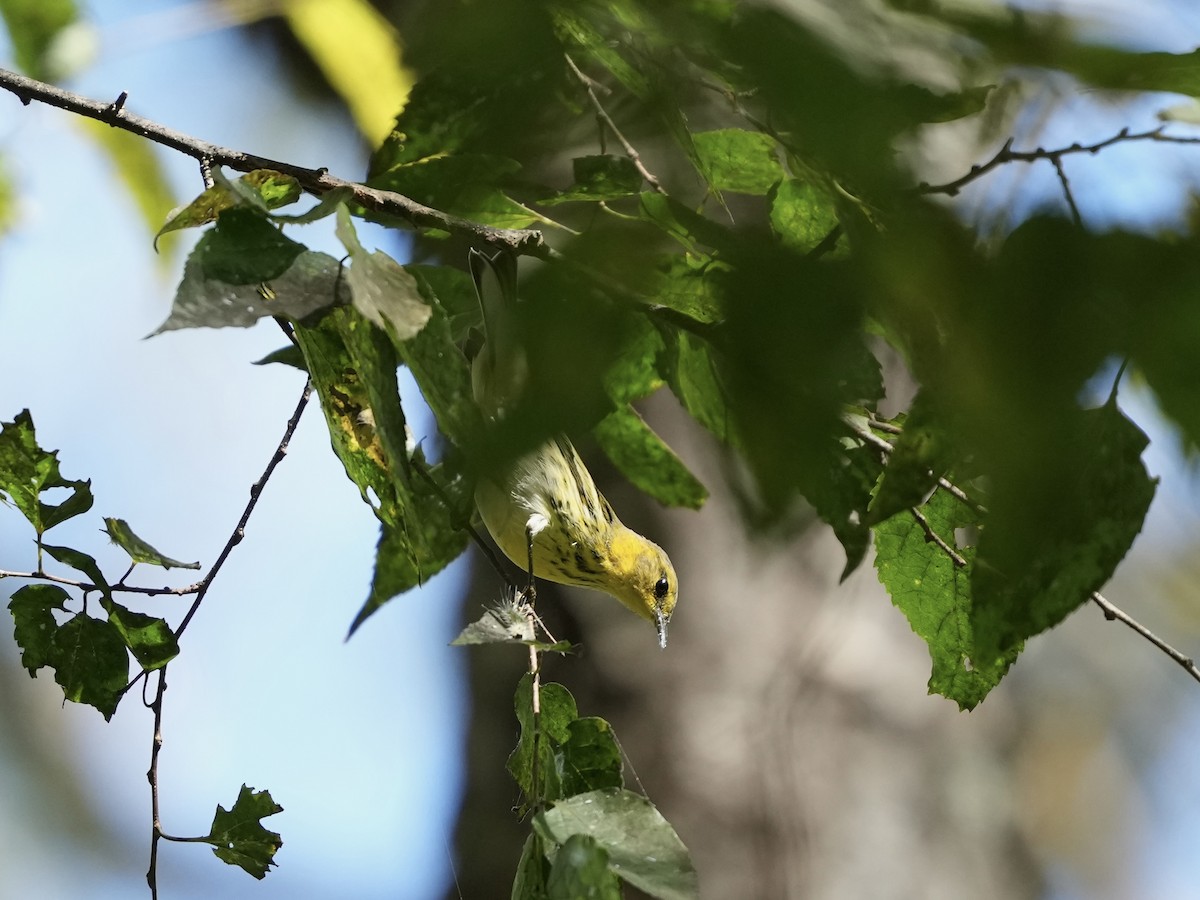 Cape May Warbler - ML642084202