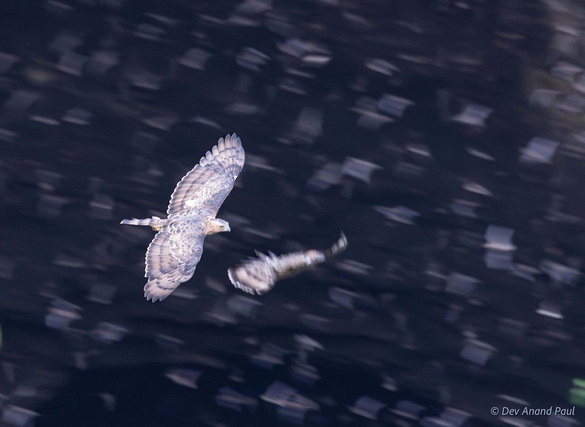 Wallace's Hawk-Eagle - ML642084206