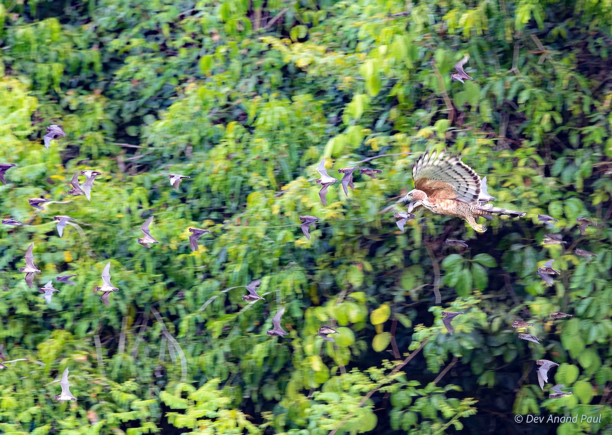 Wallace's Hawk-Eagle - ML642084208