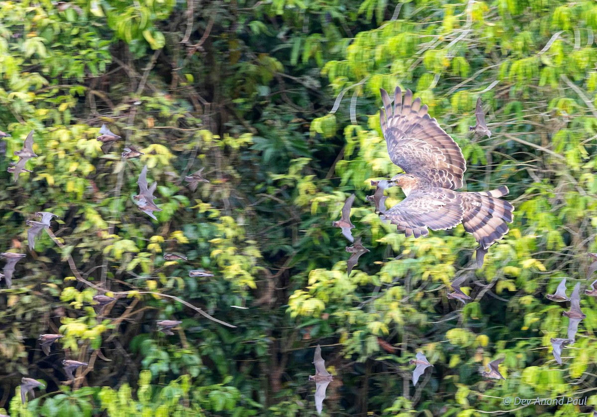 Wallace's Hawk-Eagle - ML642084209