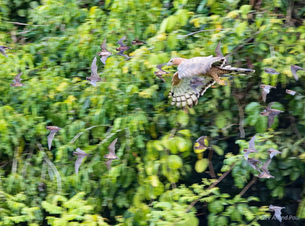 Wallace's Hawk-Eagle - ML642084210