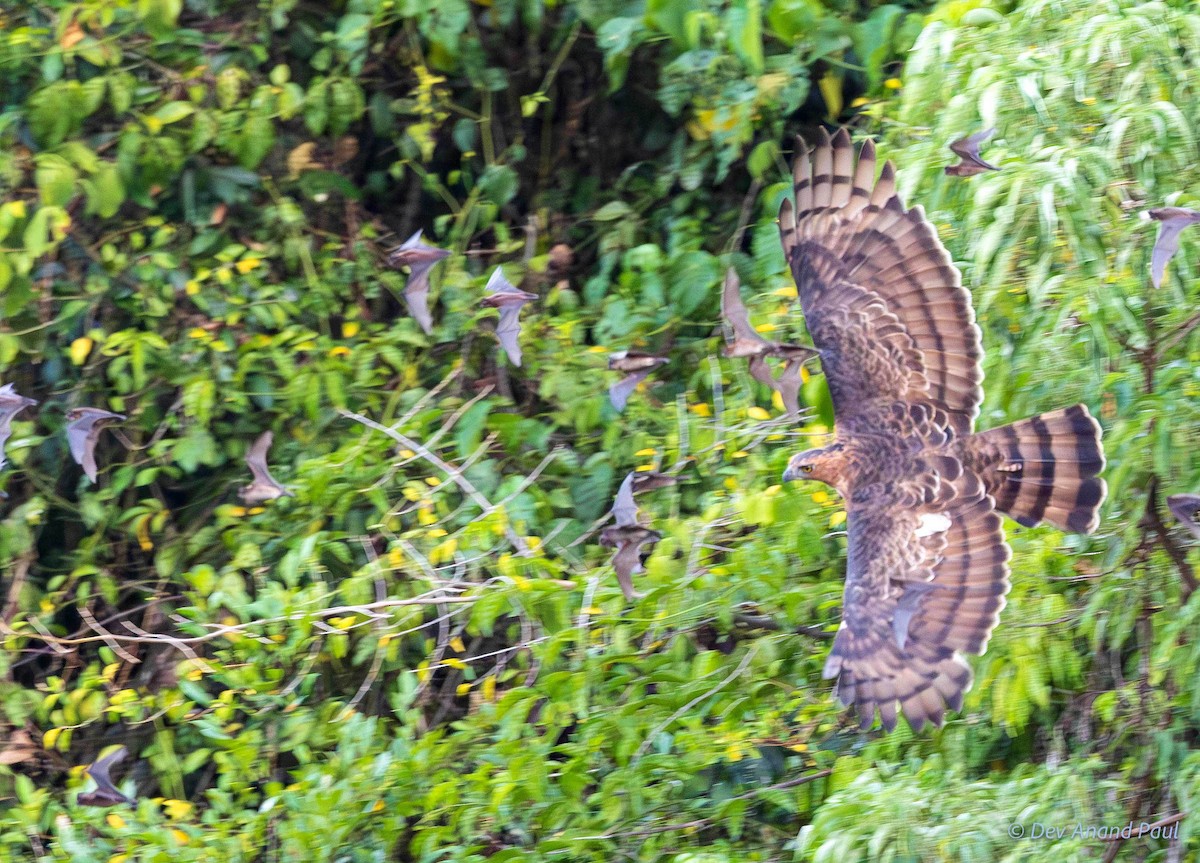 Wallace's Hawk-Eagle - ML642084211