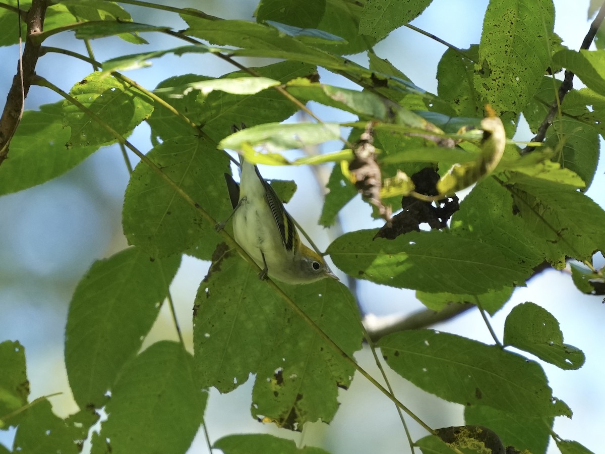 Chestnut-sided Warbler - ML642084227